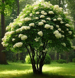 Viburnum dentatum (Arrow-wood viburnum, Southern Arrow-wood)