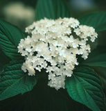 Viburnum dilatatum (Linden Arrowwood, Linden Viburnum)