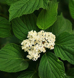 Viburnum dilatatum (Linden Arrowwood, Linden Viburnum)