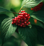 Viburnum dilatatum (Linden Arrowwood, Linden Viburnum)