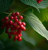 Viburnum dilatatum (Linden Arrowwood, Linden Viburnum)