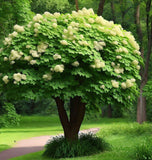 Viburnum dilatatum (Linden Arrowwood, Linden Viburnum)