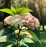 Viburnum lantana (Twistwood, Wayfaring Tree)