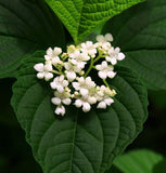 Viburnum lentago (Nannyberry, Wild Raisin, Sweet Berry)