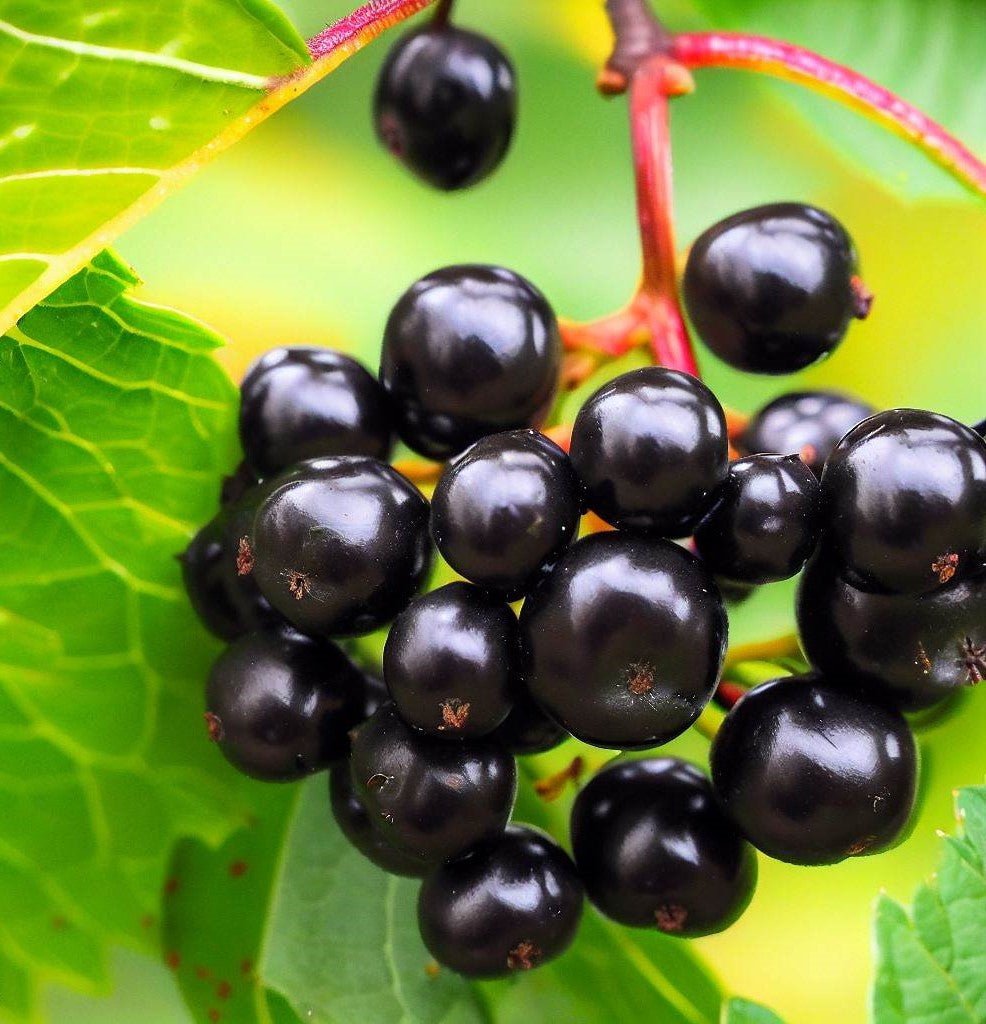 Viburnum lentago (Nannyberry, Wild Raisin, Sweet Berry)