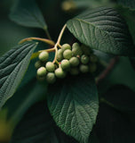 Viburnum rhytidophyllum (Leather Leaf Viburnum)