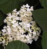 Viburnum setigerum (Tea Viburnum, Tea Honeysuckle)