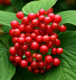 Viburnum setigerum (Tea Viburnum, Tea Honeysuckle)