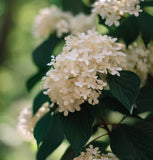 Viburnum setigerum (Tea Viburnum, Tea Honeysuckle)