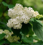 Viburnum setigerum (Tea Viburnum, Tea Honeysuckle)