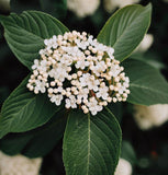 Viburnum tinus (Laurustine, Laurustinus Viburnum)