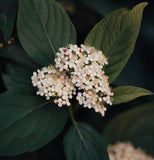 Viburnum tinus (Laurustine, Laurustinus Viburnum)