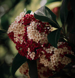 Viburnum tinus (Laurustine, Laurustinus Viburnum)