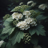 Viburnum trilobum , Viburnum opulus var. americanum (American Highbush Cranberry)