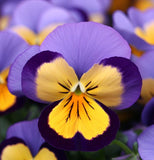 Viola cornuta 'Helen Mount' (Johnny Jump-Up)