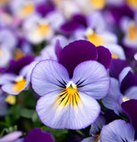 Viola cornuta 'Helen Mount' (Johnny Jump-Up)