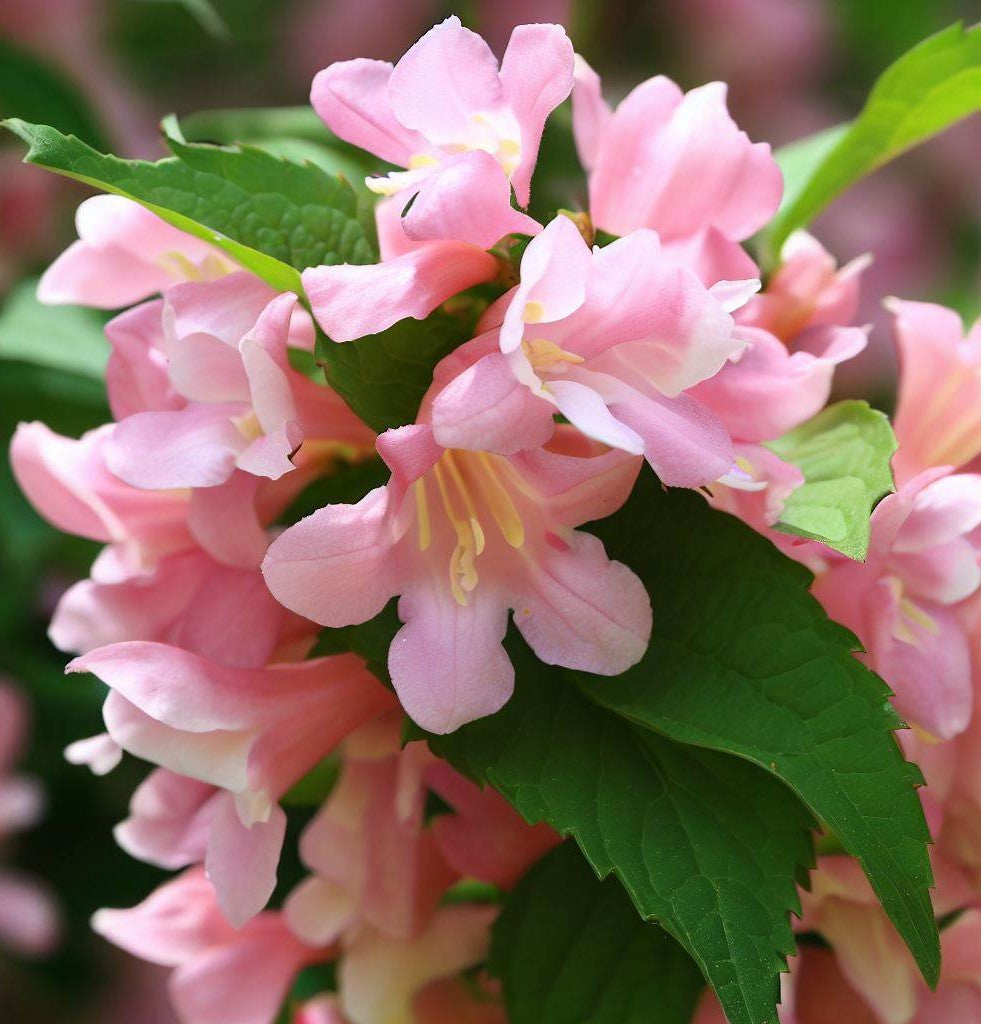 Weigela florida (Weigela, Oldfashioned Weigela) MySeedsCo