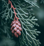 Thuja plicata (Western Redcedar, Western Red Cedar)