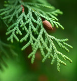 Thuja plicata (Western Redcedar, Western Red Cedar)