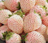 Carolina White pineberries Strawberry Plants (Bare Roots)  (Everbearing)