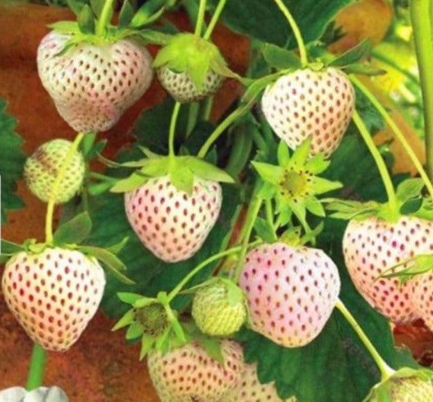 white carolina pineberry plants roots -bareroot-pineapple/strawberry flavor Carolina White pineberries Strawberry Plants (Bare Roots) (Everbearing – MySeedsCo