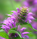 Wild Bergamot (Monarda fistulosa)