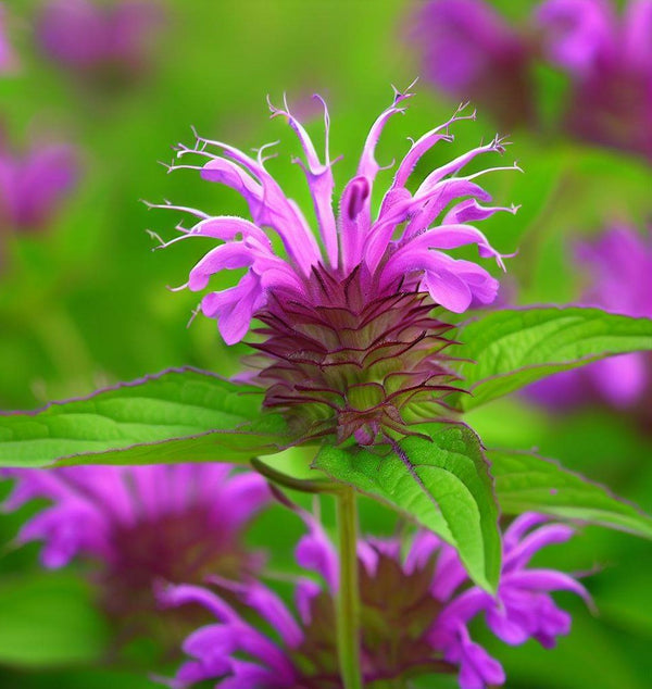 Bergamot (Bee Balm)