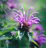 Wild Bergamot (Monarda fistulosa)