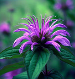 Wild Bergamot (Monarda fistulosa)