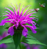 Wild Bergamot (Monarda fistulosa)