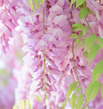 Wisteria floribunda Pink (Pink Wisteria, Japanese Pink Wisteria)