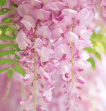 Wisteria floribunda Pink (Pink Wisteria, Japanese Pink Wisteria)