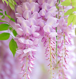 Wisteria floribunda Pink (Pink Wisteria, Japanese Pink Wisteria)