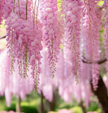 Wisteria floribunda Pink (Pink Wisteria, Japanese Pink Wisteria)