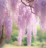 Wisteria floribunda Pink (Pink Wisteria, Japanese Pink Wisteria)