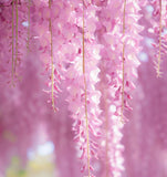 Wisteria floribunda Pink (Pink Wisteria, Japanese Pink Wisteria)