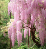 Wisteria floribunda Pink (Pink Wisteria, Japanese Pink Wisteria)