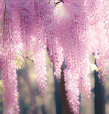 Wisteria floribunda Pink (Pink Wisteria, Japanese Pink Wisteria)
