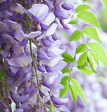 Wisteria sinensis (Chinese Wisteria)