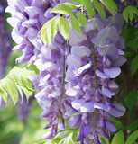 Wisteria sinensis (Chinese Wisteria)