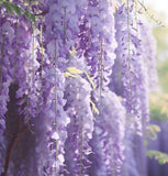 Wisteria sinensis (Chinese Wisteria)