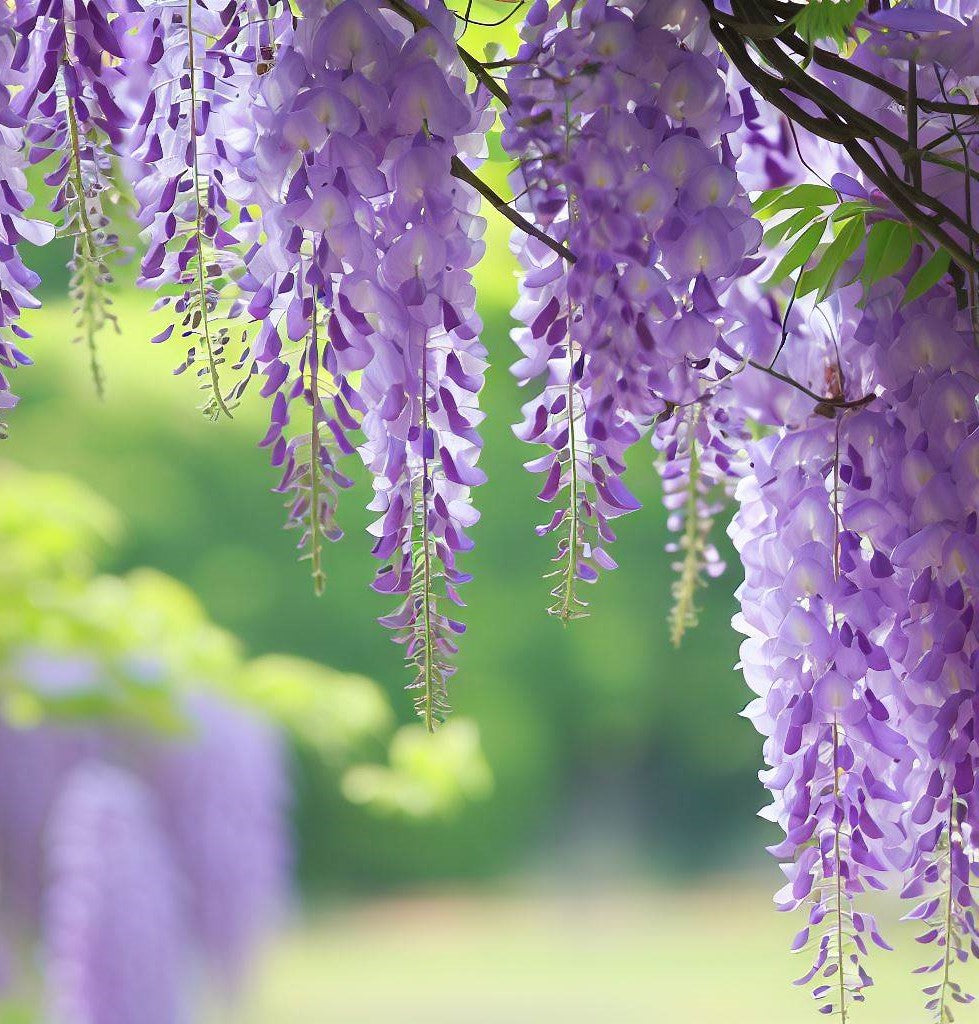 Wisteria Flower