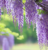 Wisteria sinensis (Chinese Wisteria)