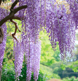 Wisteria sinensis (Chinese Wisteria)