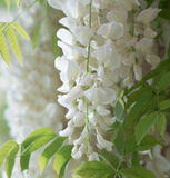 Wisteria sinensis alba (White Wisteria, Chinese White Wisteria)