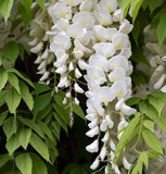 Wisteria sinensis alba (White Wisteria, Chinese White Wisteria)