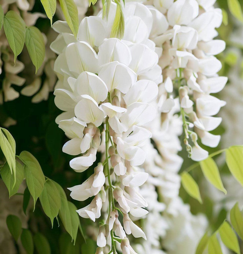 Wisteria sinensis alba (White Wisteria, Chinese White Wisteria) 1 lb (~480 Seeds)