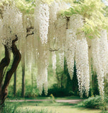 Wisteria sinensis alba (White Wisteria, Chinese White Wisteria)