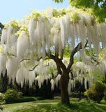 Wisteria sinensis alba (White Wisteria, Chinese White Wisteria)