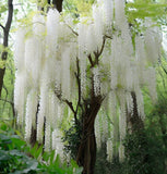 Wisteria sinensis alba (White Wisteria, Chinese White Wisteria)